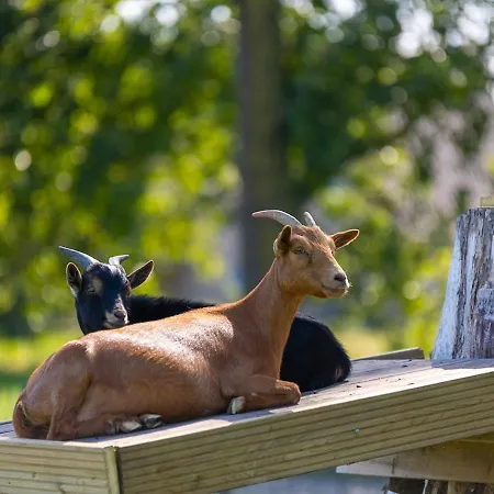 Camping Papillon Bouillon - 235 Comfort Chalet *