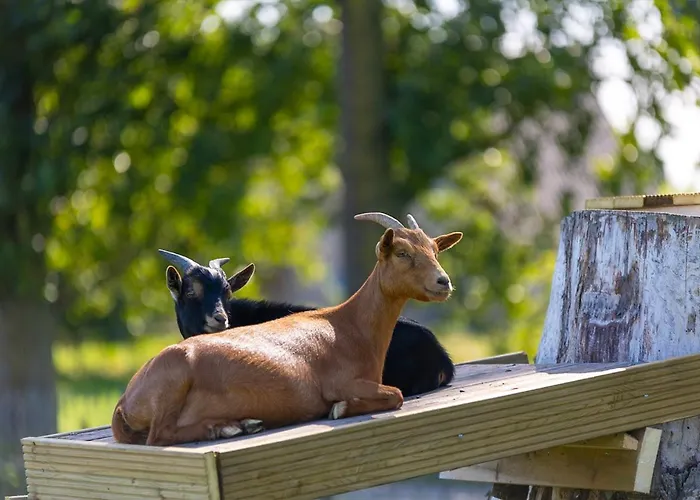 Papillon - Comfort 4p Alpesi faház *